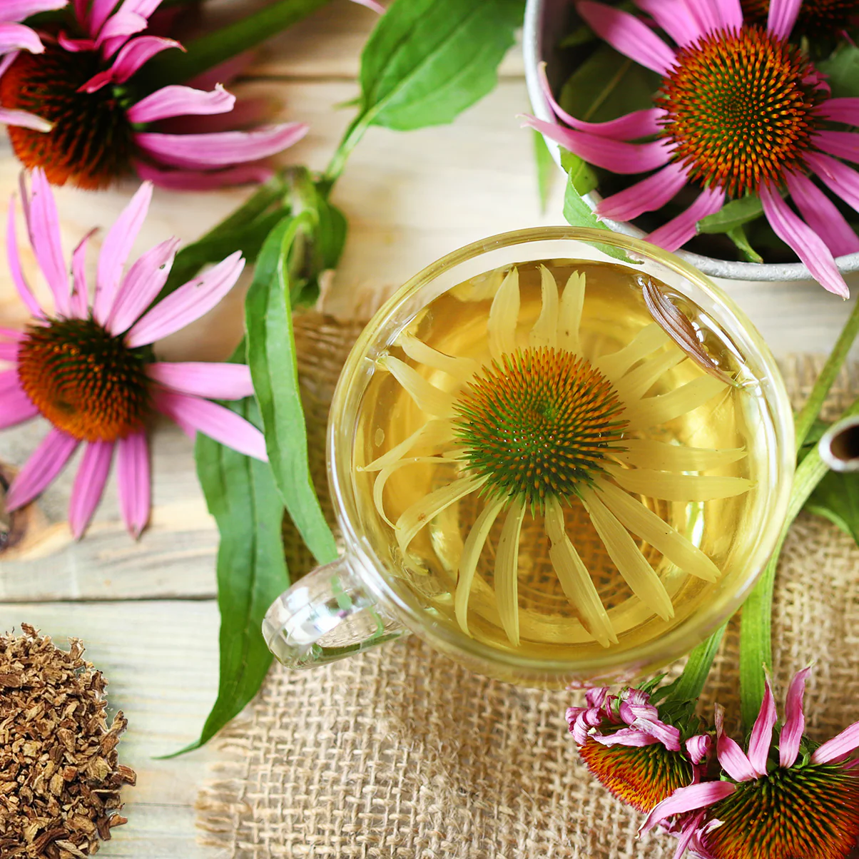 Echinacea Herb Powder - Image 3