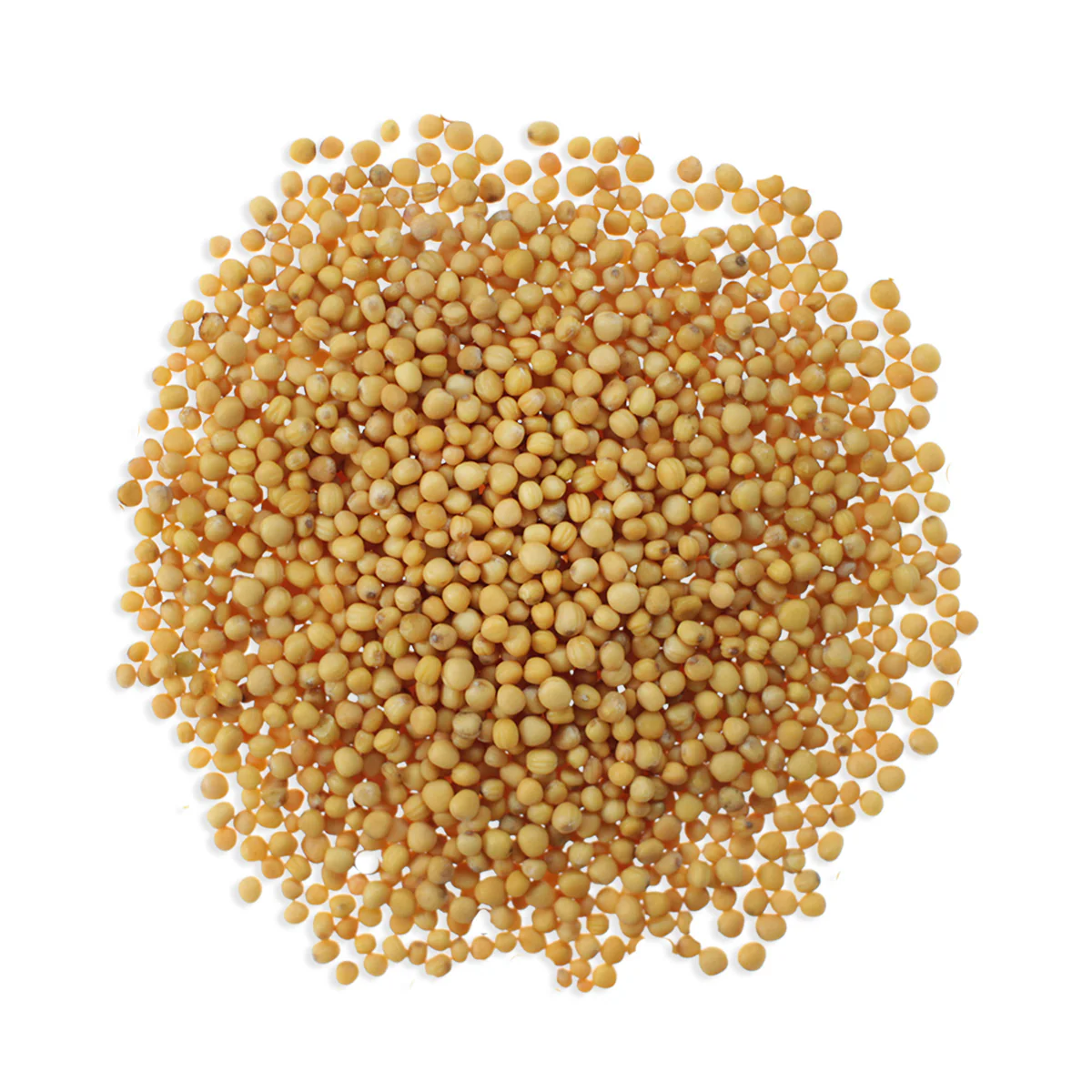 Yellow Mustard Seeds
